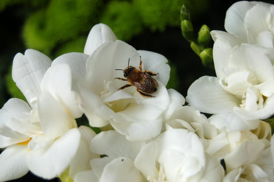 Petal bloom petals
