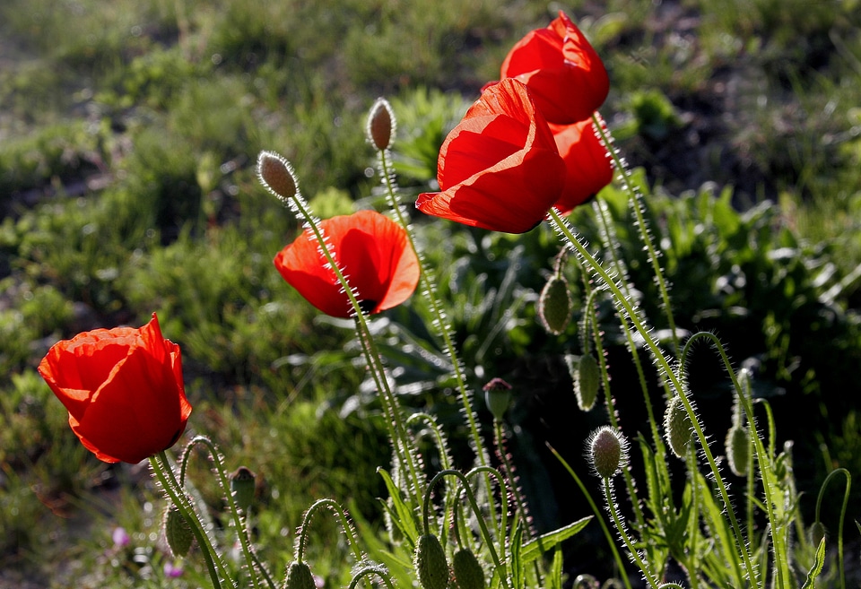 Poppy wild flower nature