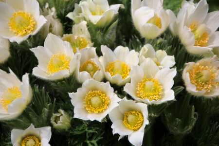 Flowering sasanki pulsatille photo