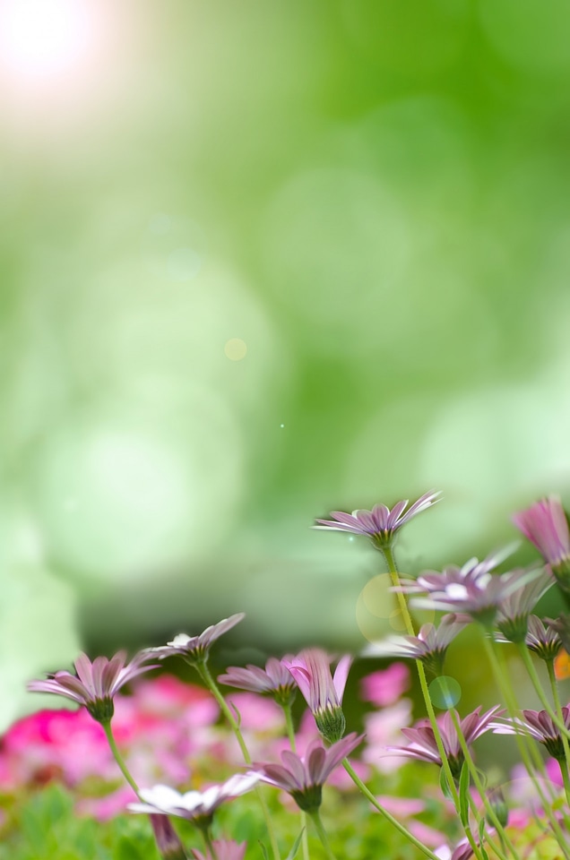 Field meadow easter
