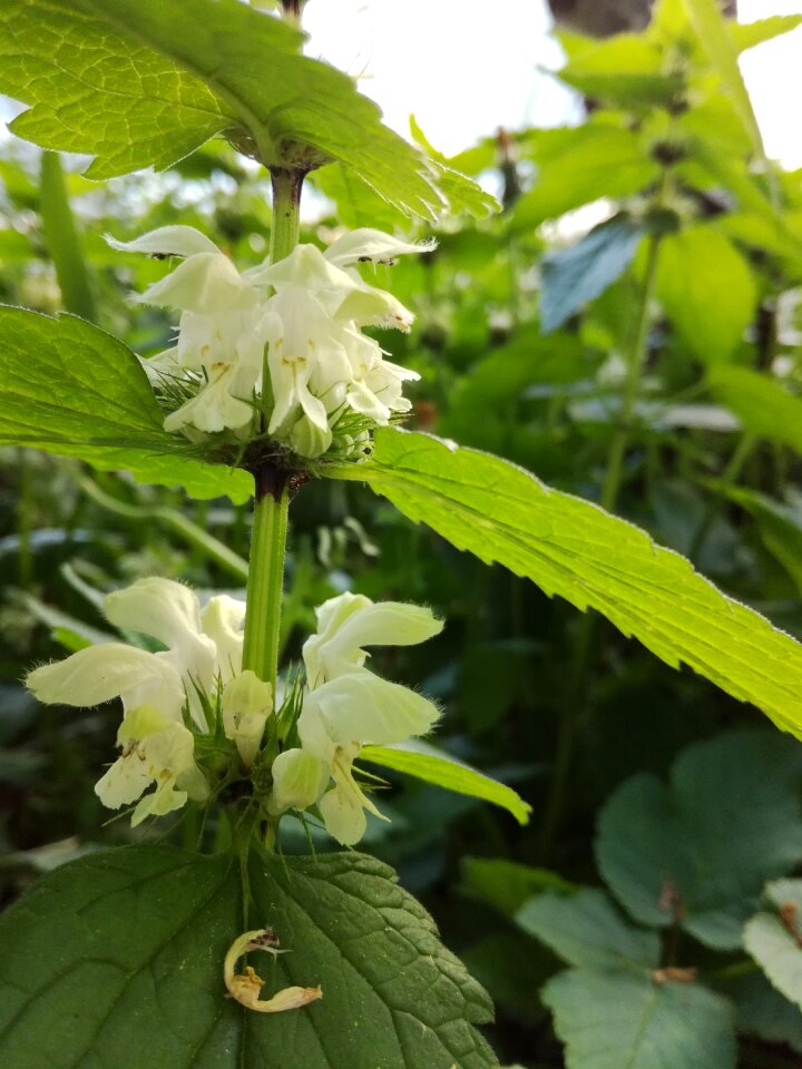 Outdoors flower summer photo