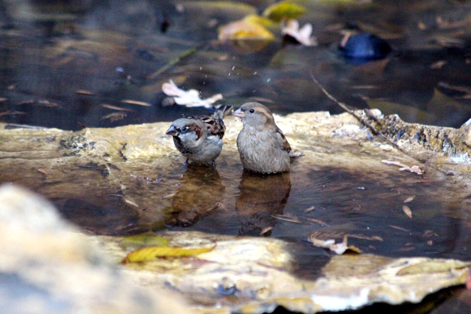 Water outdoors river photo