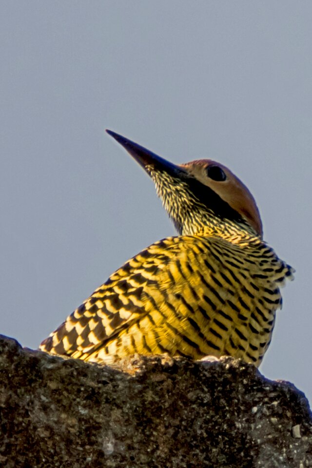 Carpintero churroso endemic to cuba wildlife