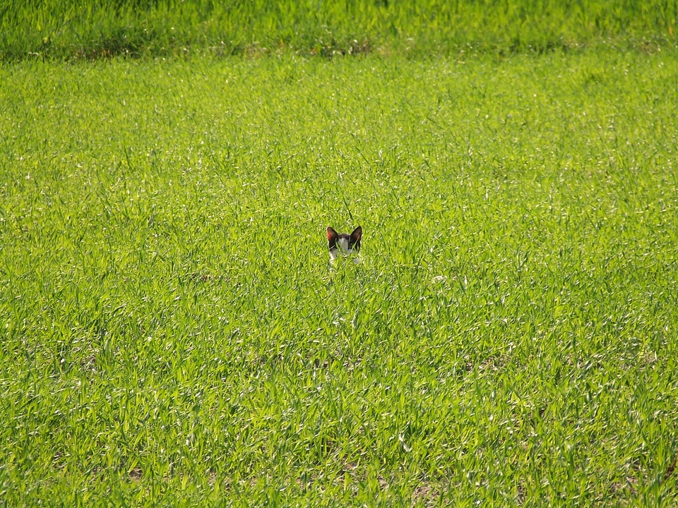 Spring juicy green animal