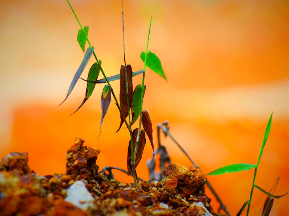 Growth orange leaf orange growth