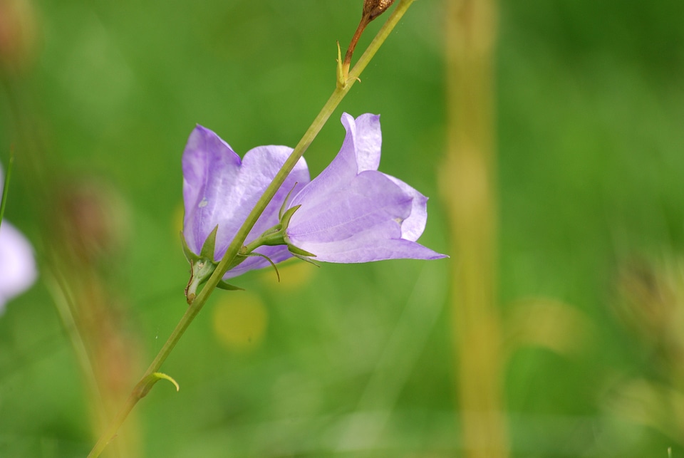 Bloom petal delicate