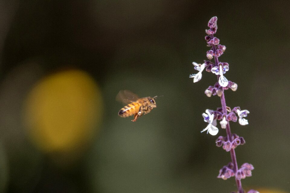 Outdoors insect bee