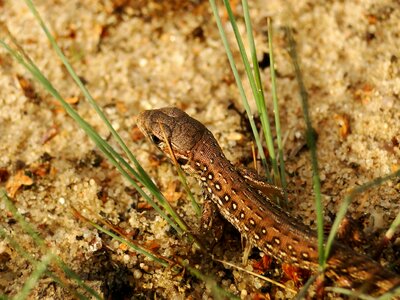 A little reptiles lizards