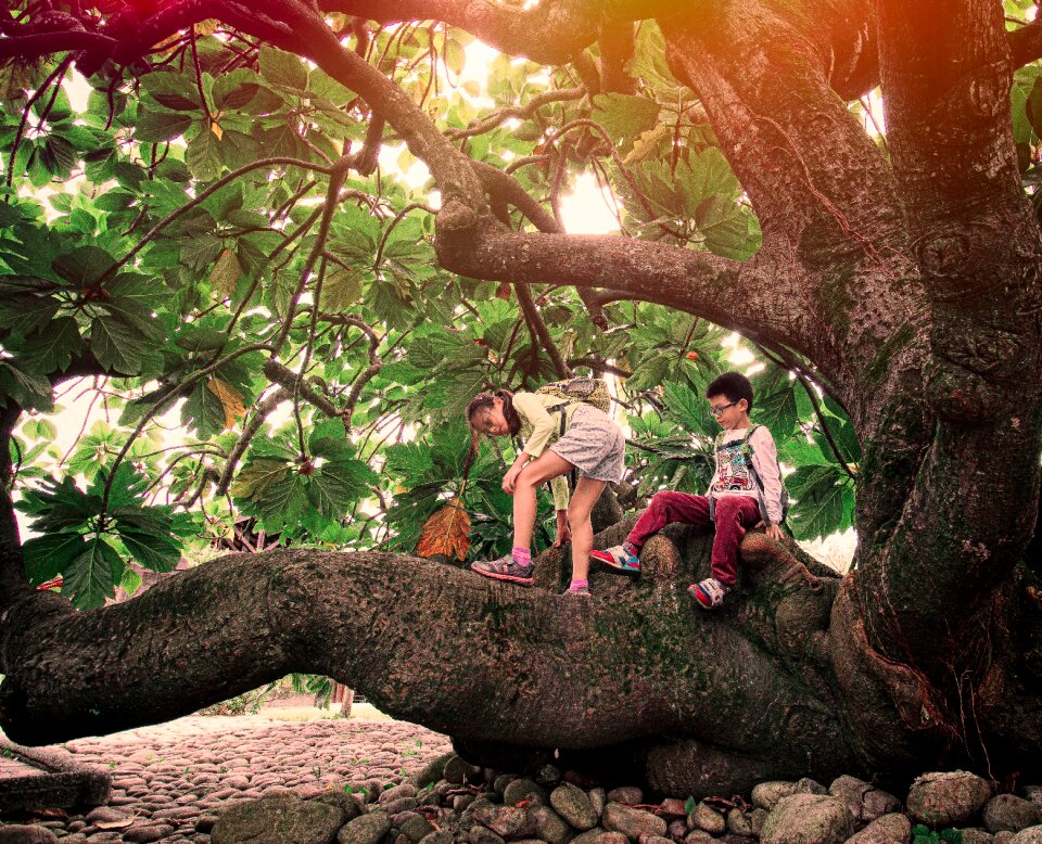 Wood outdoor environment