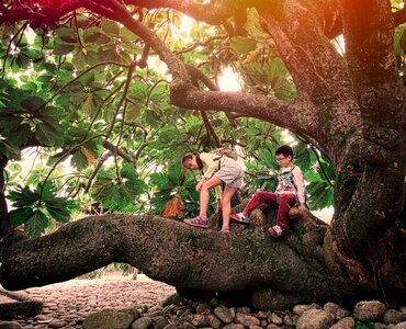 Wood outdoor environment