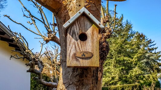 Bird feeder wood nature