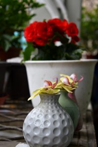 Flora vase photo