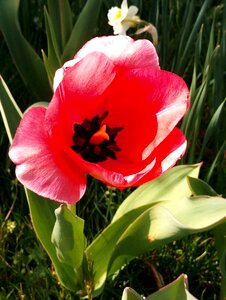 Garden tulip petal photo