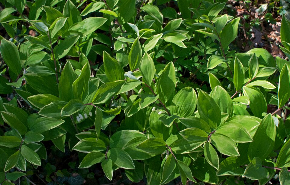 Spring wild forest floor