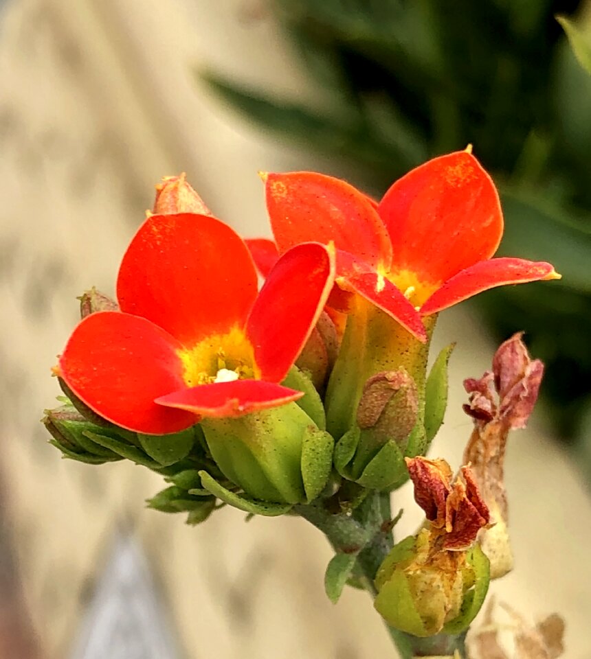 Flower leaf summer