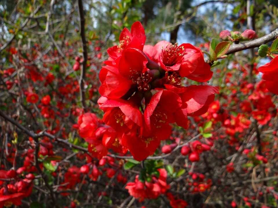 Flower season spring