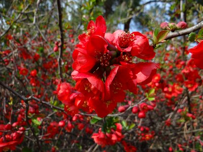 Flower season spring