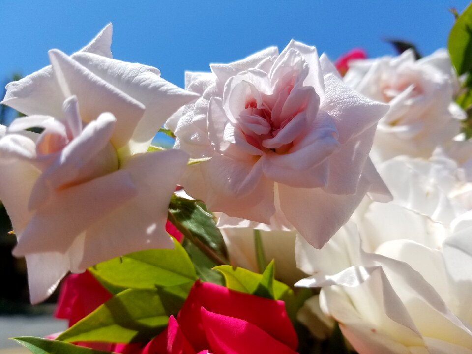 Floral rose