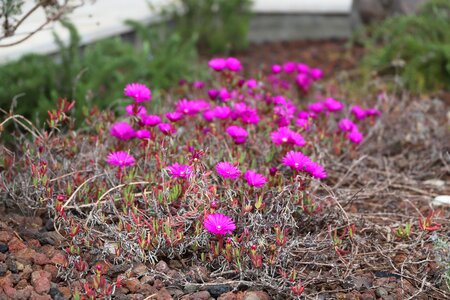 Lawn outdoor garden