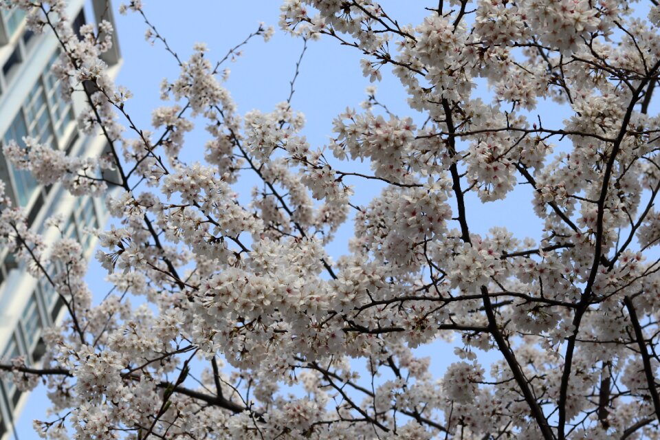 Season flower