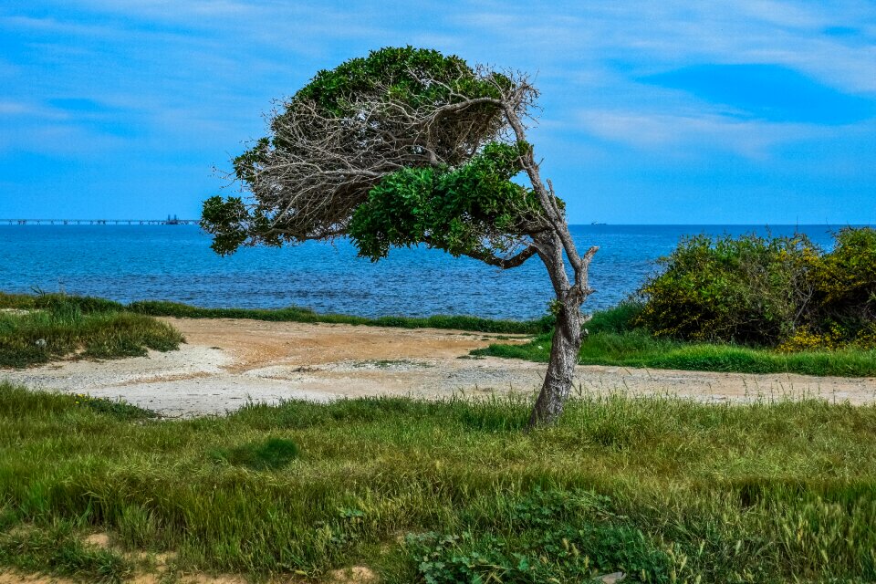 Sky seashore grass