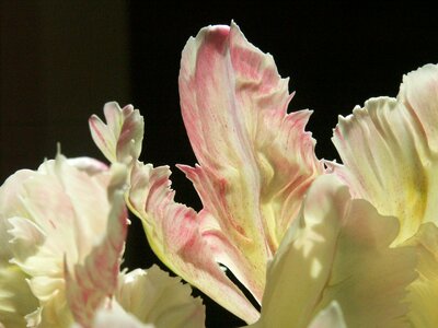 Flowers nice tulips photo