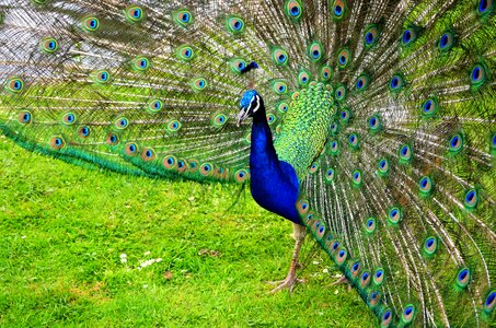 Tail vibrant animal