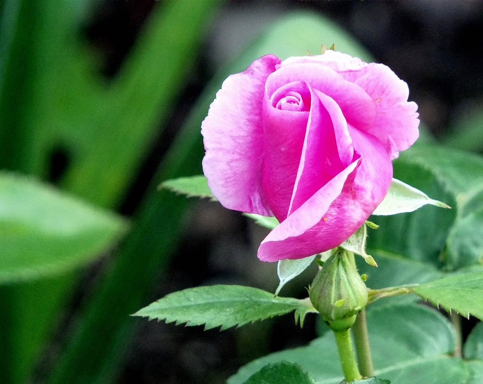 Petals stem love
