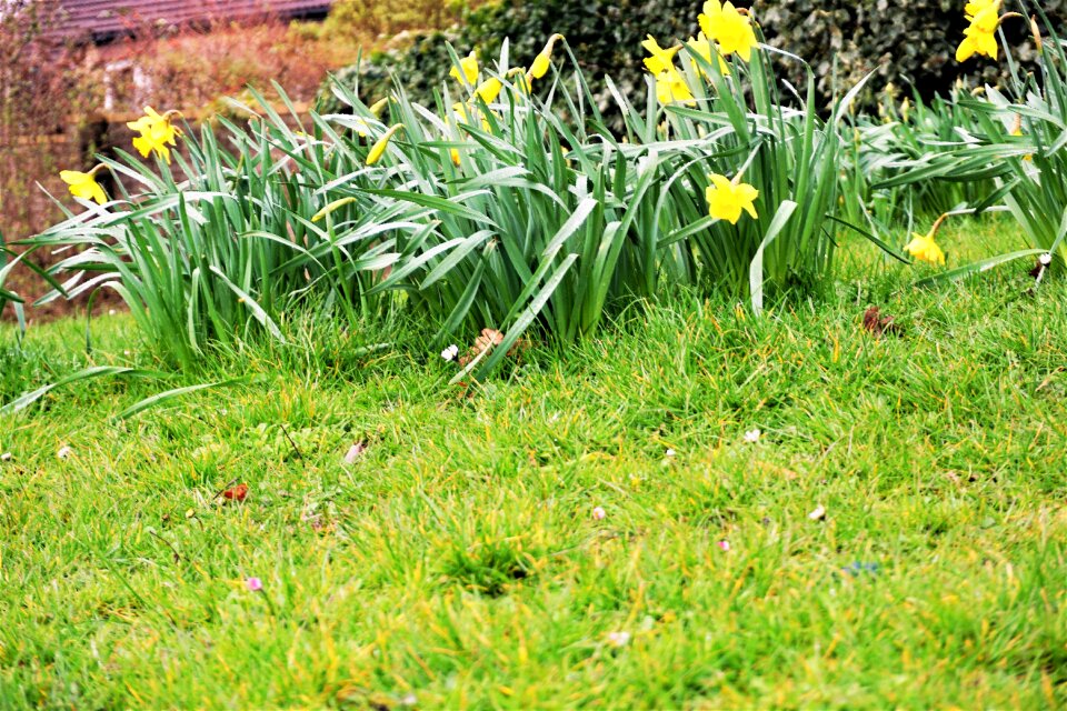 Nature garden season