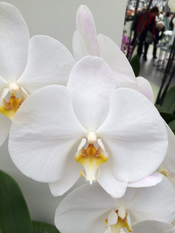 Plant tropical fulfillment