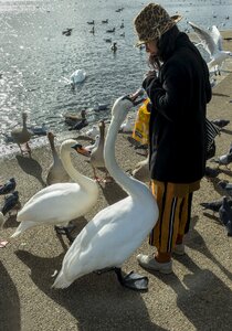 Bird woman beautiful