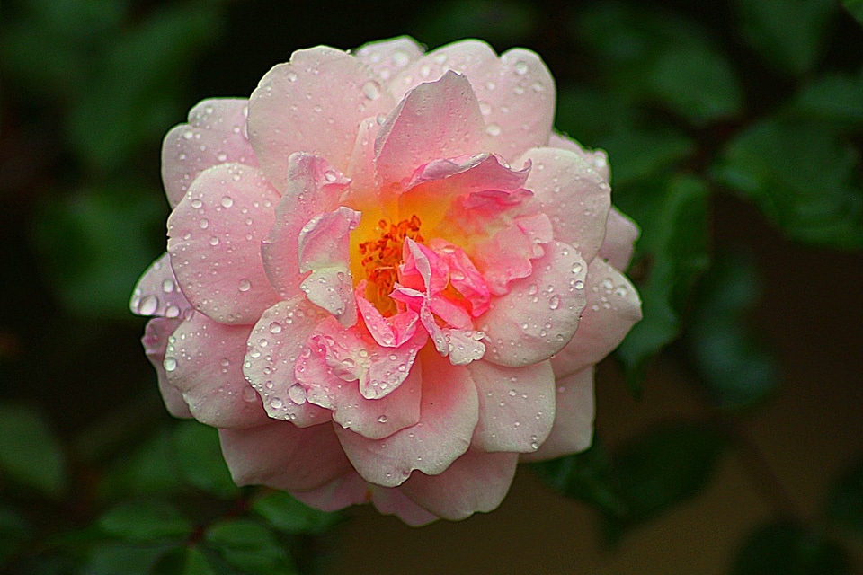 Nature romance love