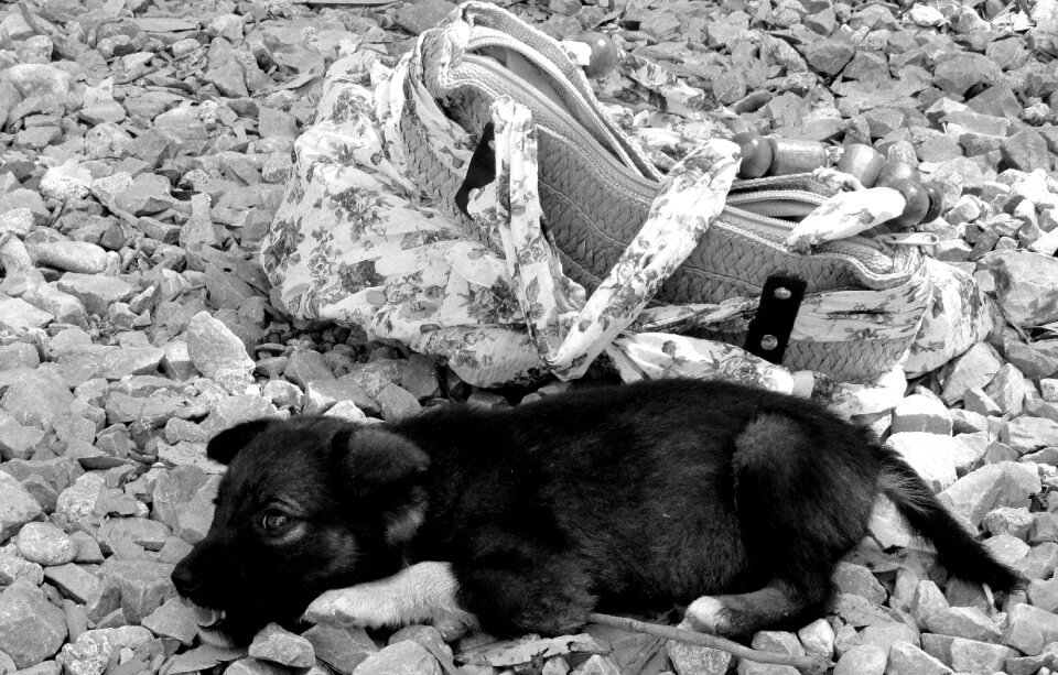 Animal outdoor no person