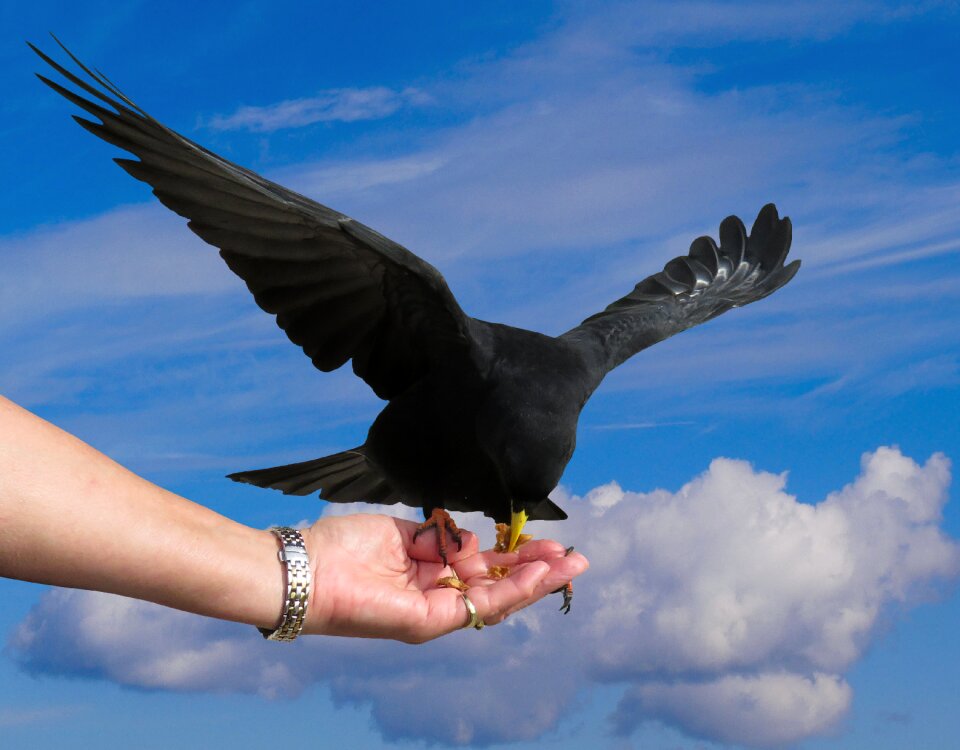 Crow mountain crow chough
