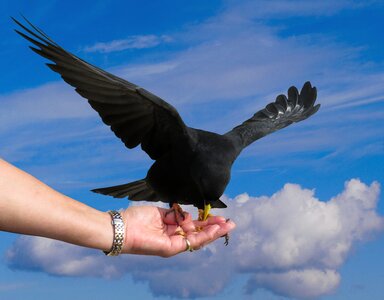 Crow mountain crow chough photo