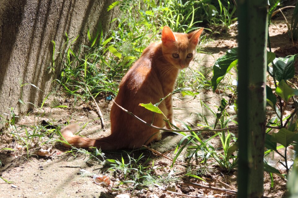 Outdoors mammals cat