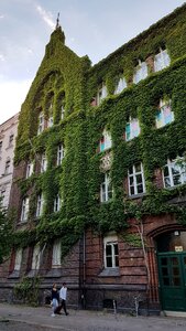 Building window facade greening