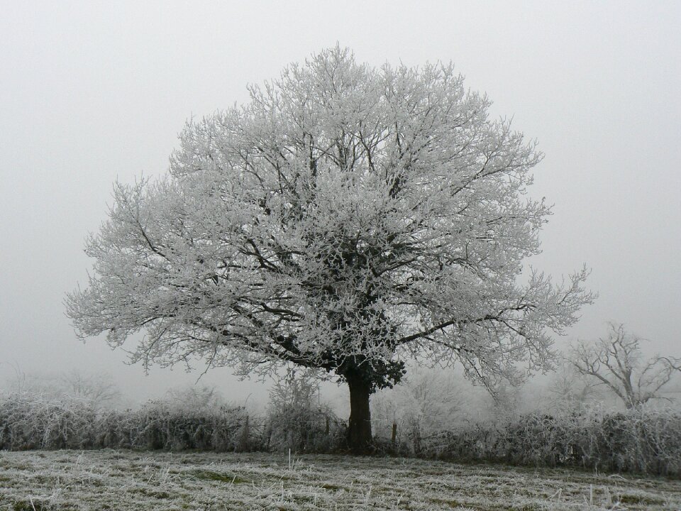 Winter wood snow