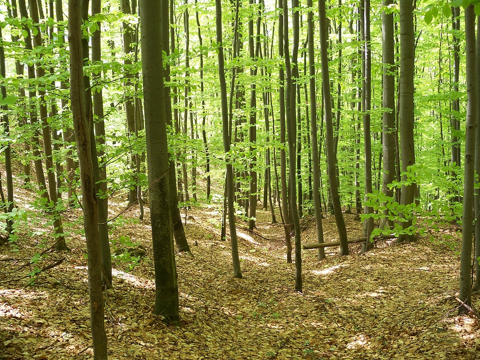Forest spring nature