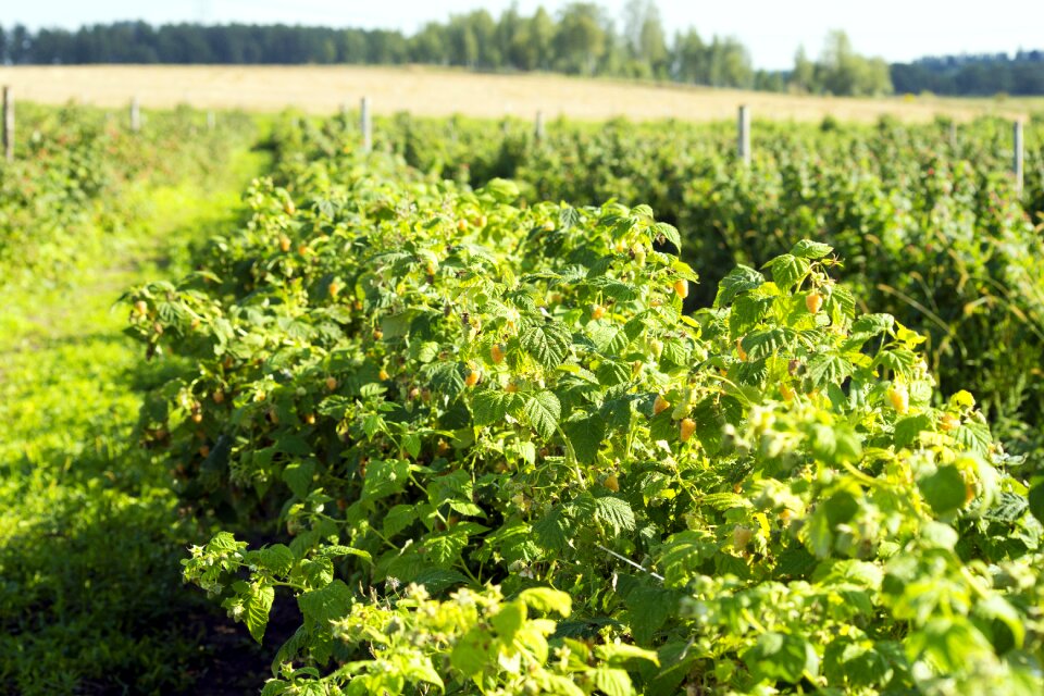 Nature field countryside