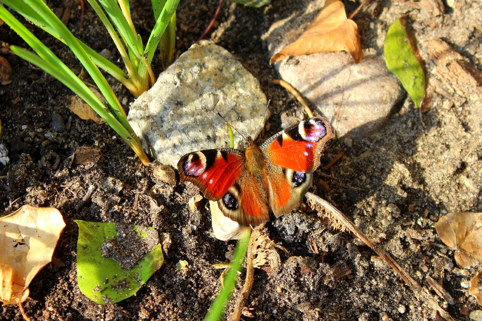 Nature insect butterfly day
