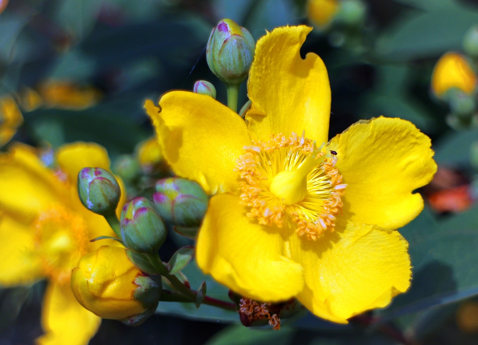 Bloom blackcurrants shrub hidcote hypericum