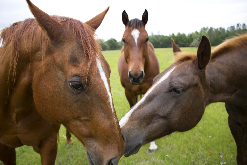 Grass farm equine photo