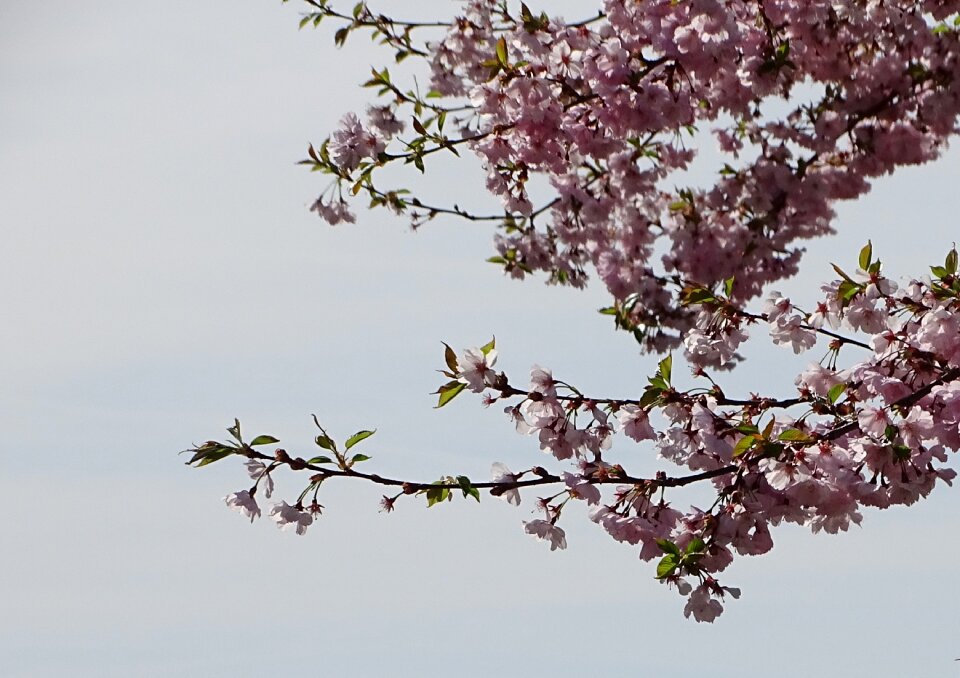 Flower kirch blossoms blossom