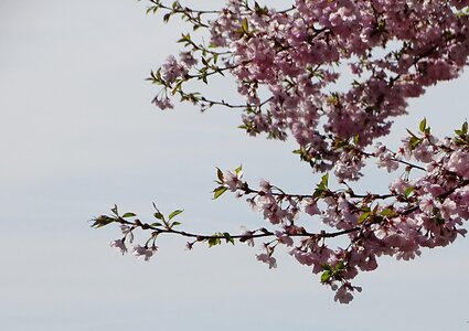 Flower kirch blossoms blossom photo