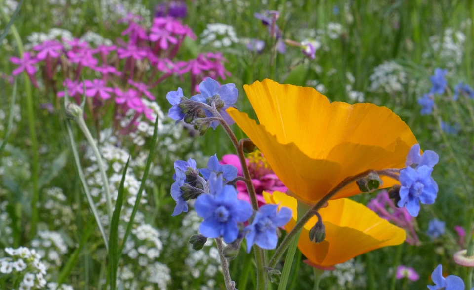 Farbenpracht color flower meadow photo