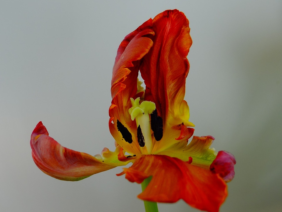 Bloom nature fire tulip