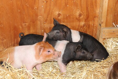 Cute farm pig photo