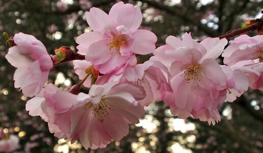 Japanese cherry flower fullness pink photo