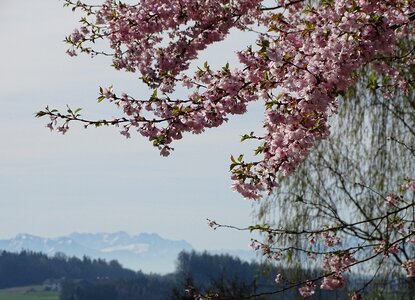 Cherry blossom fruit tree blossom flowering trees